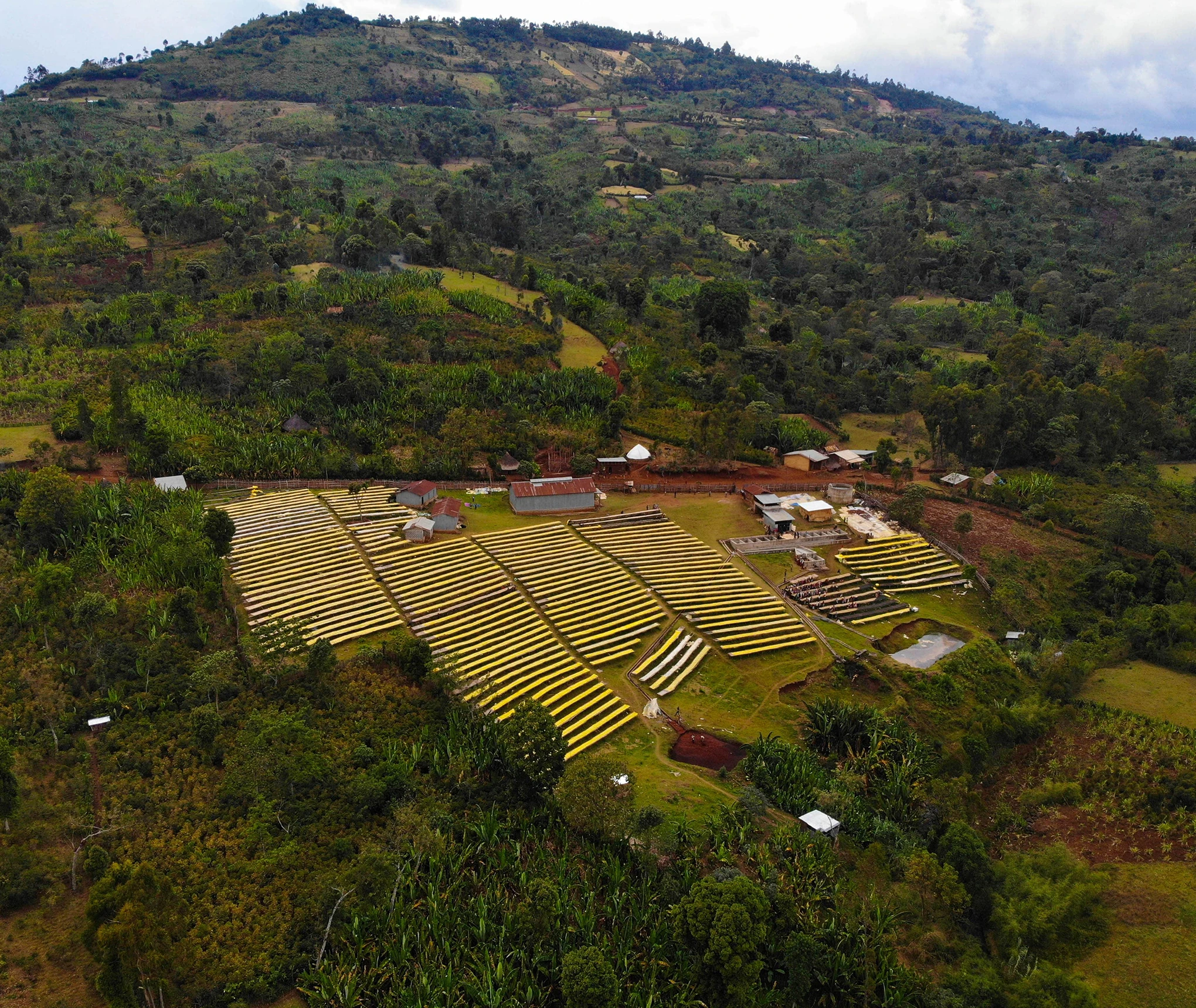 Ethiopia Djimmah — Natural Heirloom