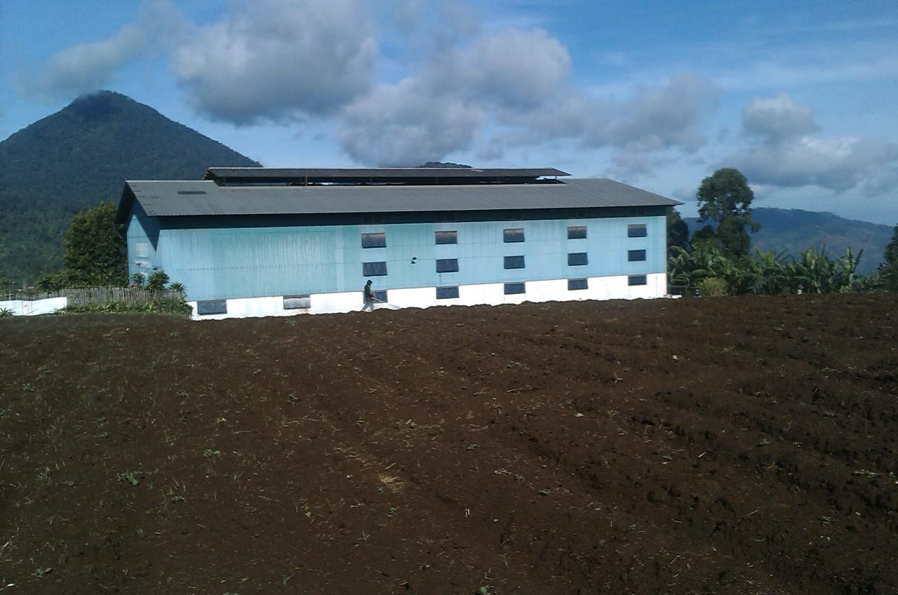 Indonesia Frinsa Estate — Honey Saccharomyces cerevisiae #1