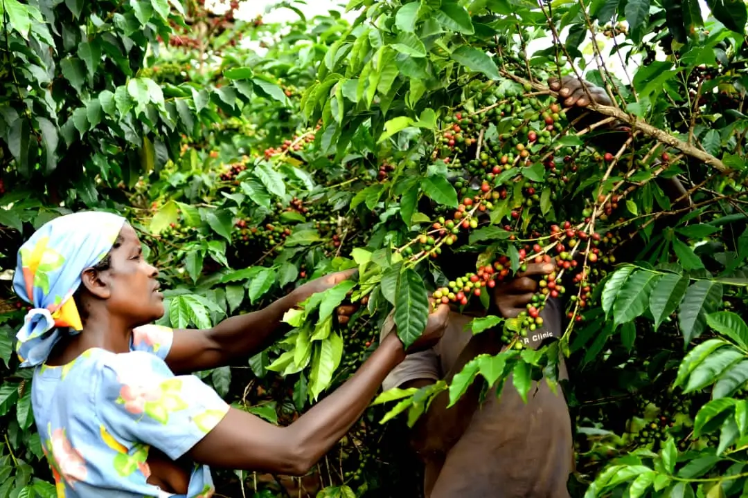 Rwanda Women Coffee Extension — Red Bourbon (Organic)
