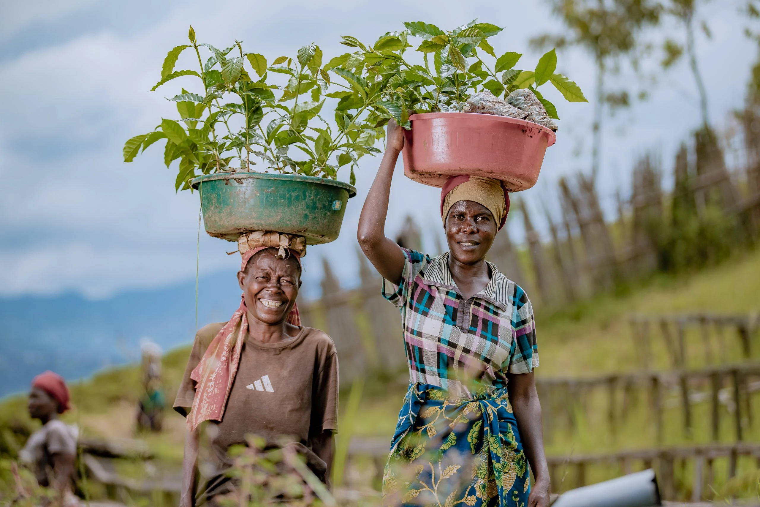 Rwanda Women Coffee Extension — Red Bourbon (Organic)