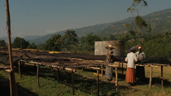 Ethiopia Sidama G1 — Washed