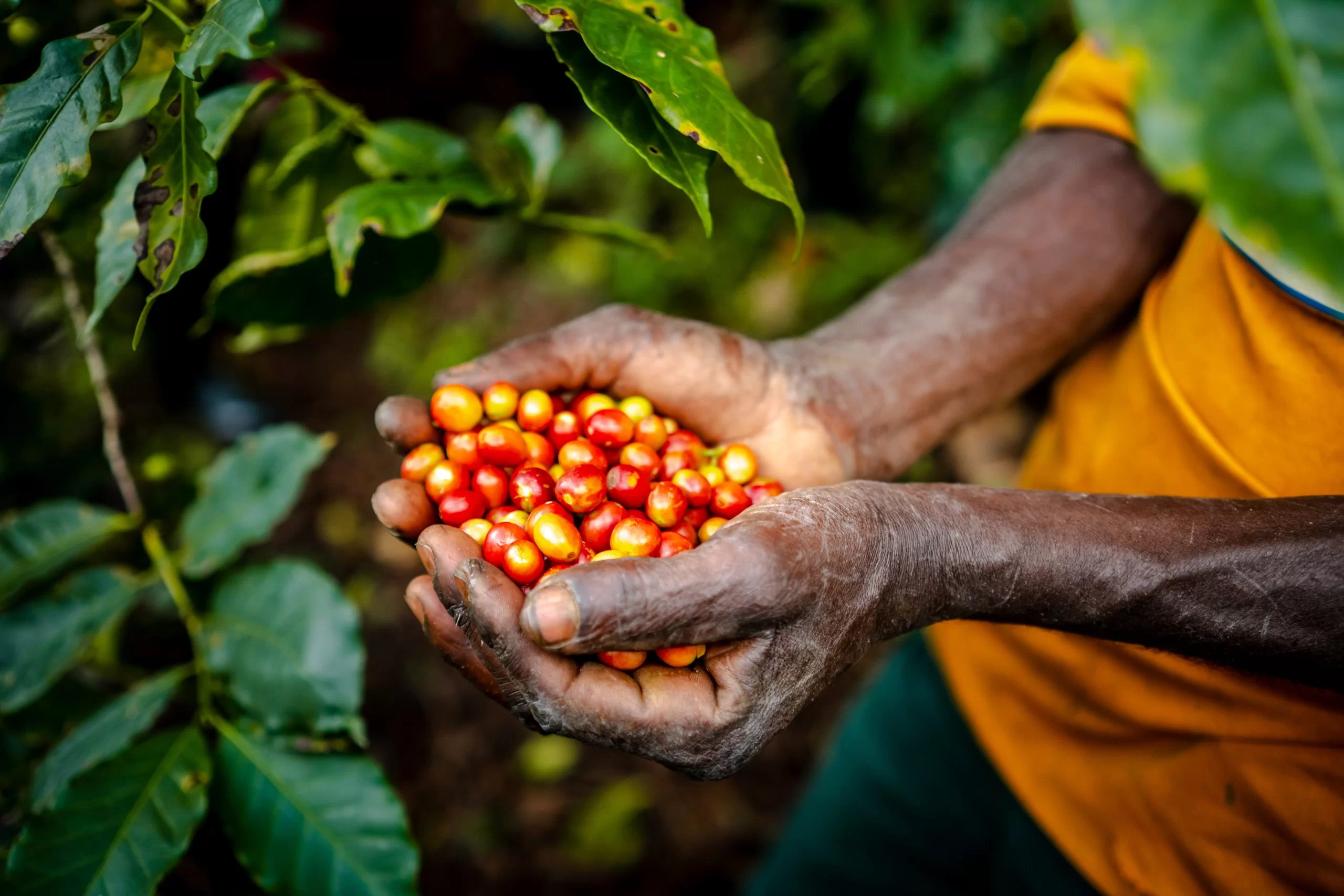 Rwanda Ibisi #156 — Natural