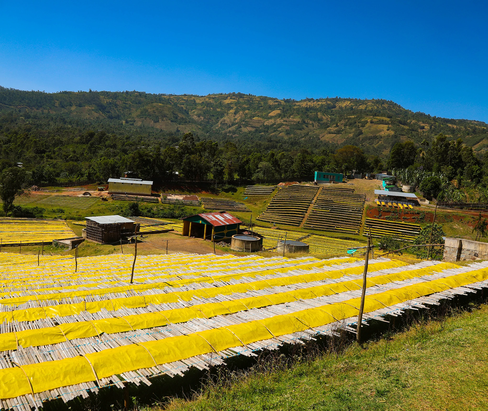 Ethiopia Djimmah — Natural Heirloom