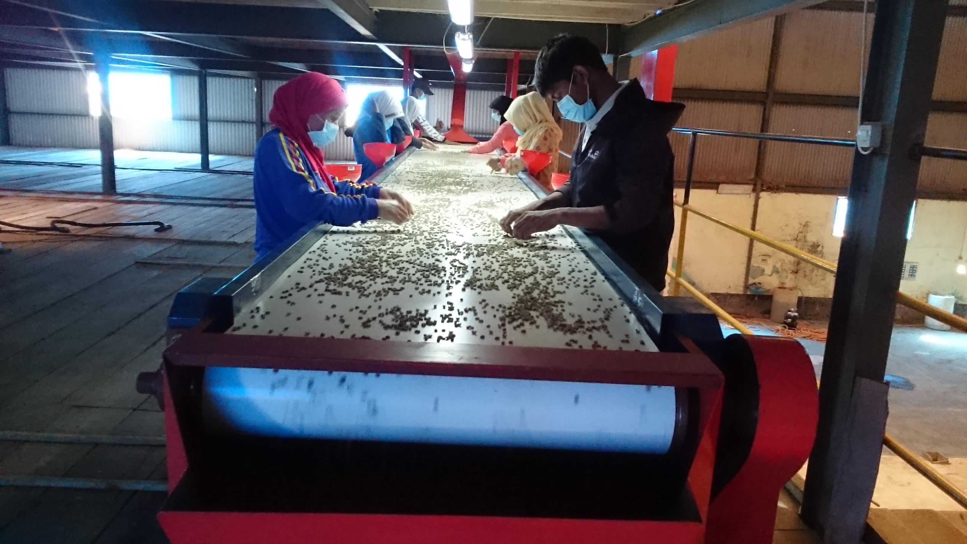 Indonesia Frinsa Estate — Honey Saccharomyces cerevisiae #1