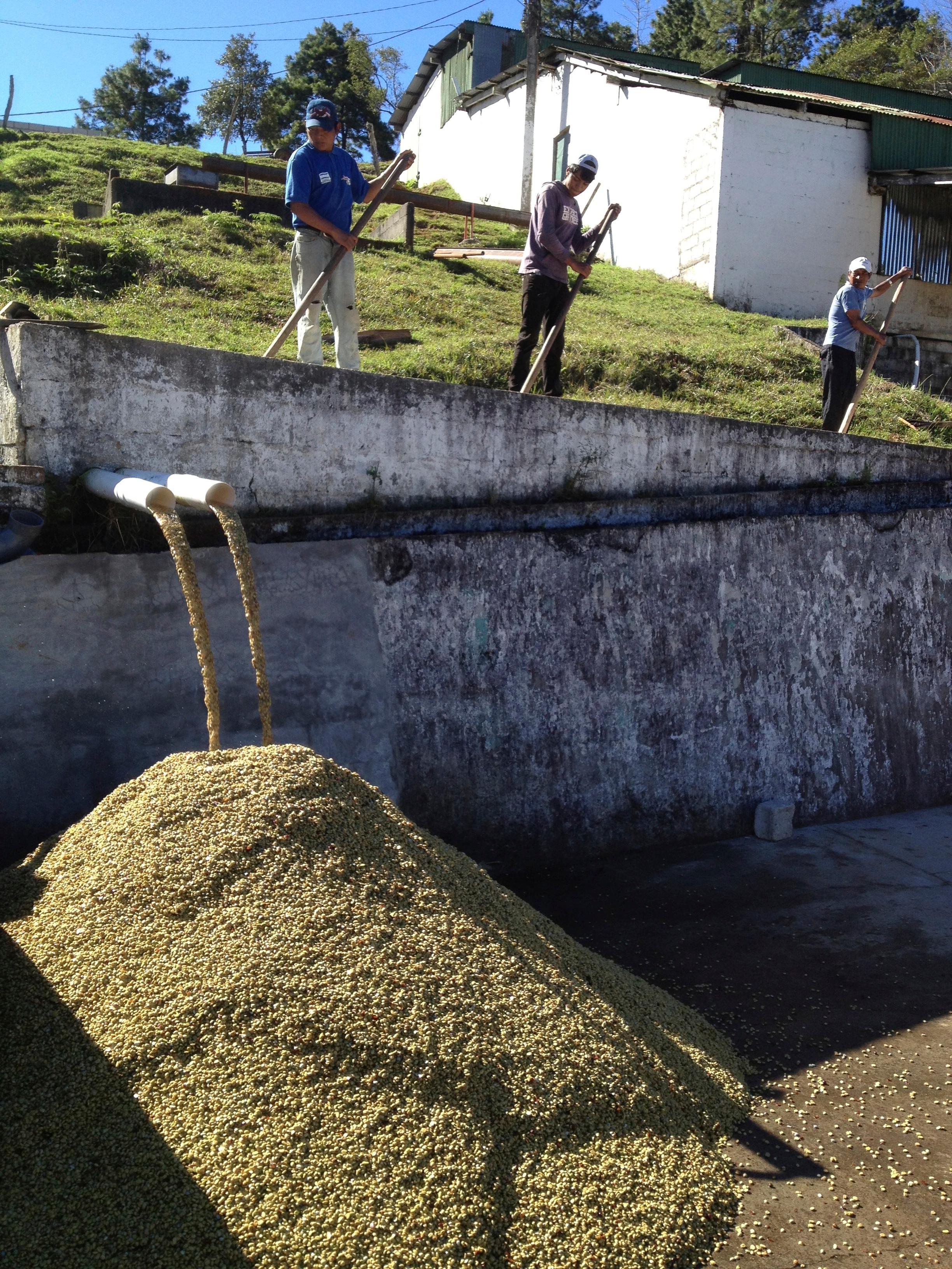 Honduras Caballero El Campo #2 — Extended Fermentation Natural