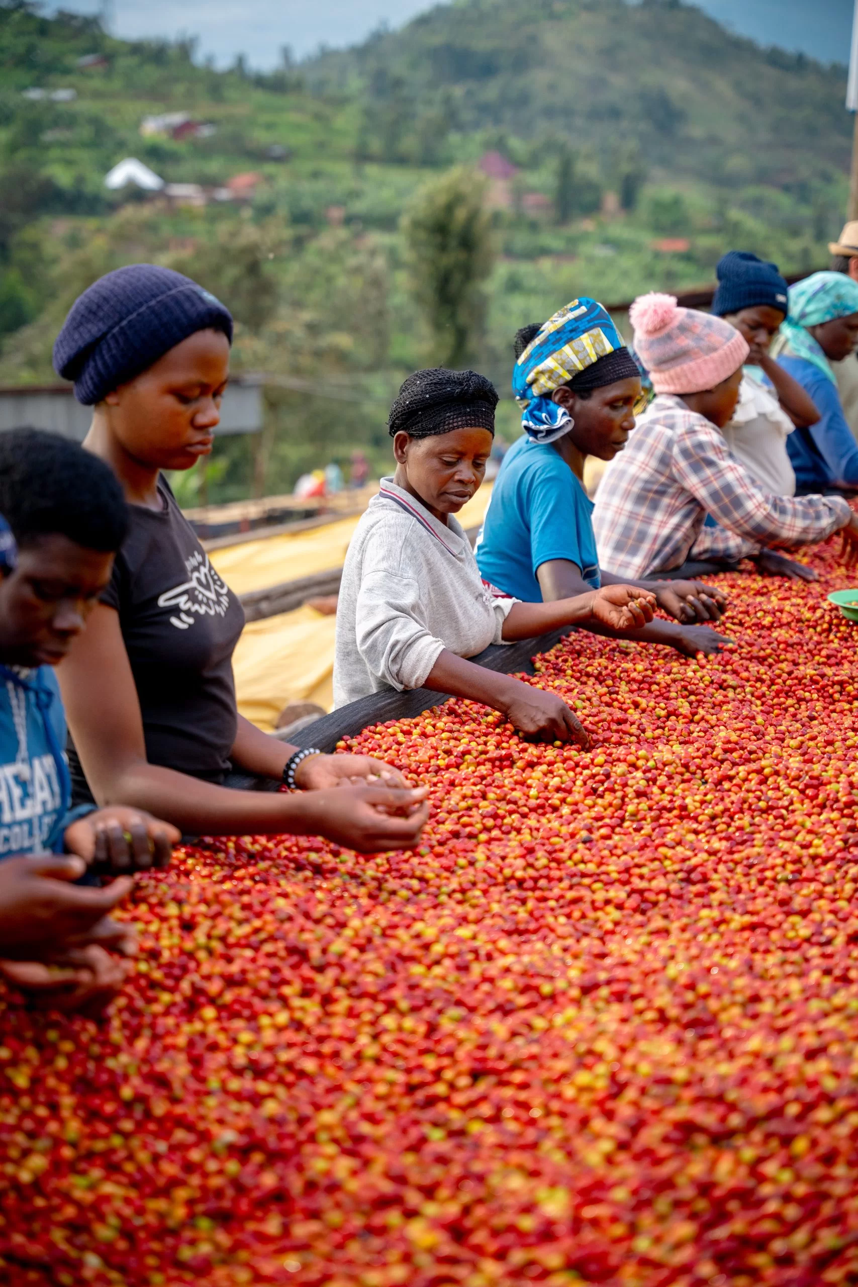 Rwanda Ibisi #156 — Natural