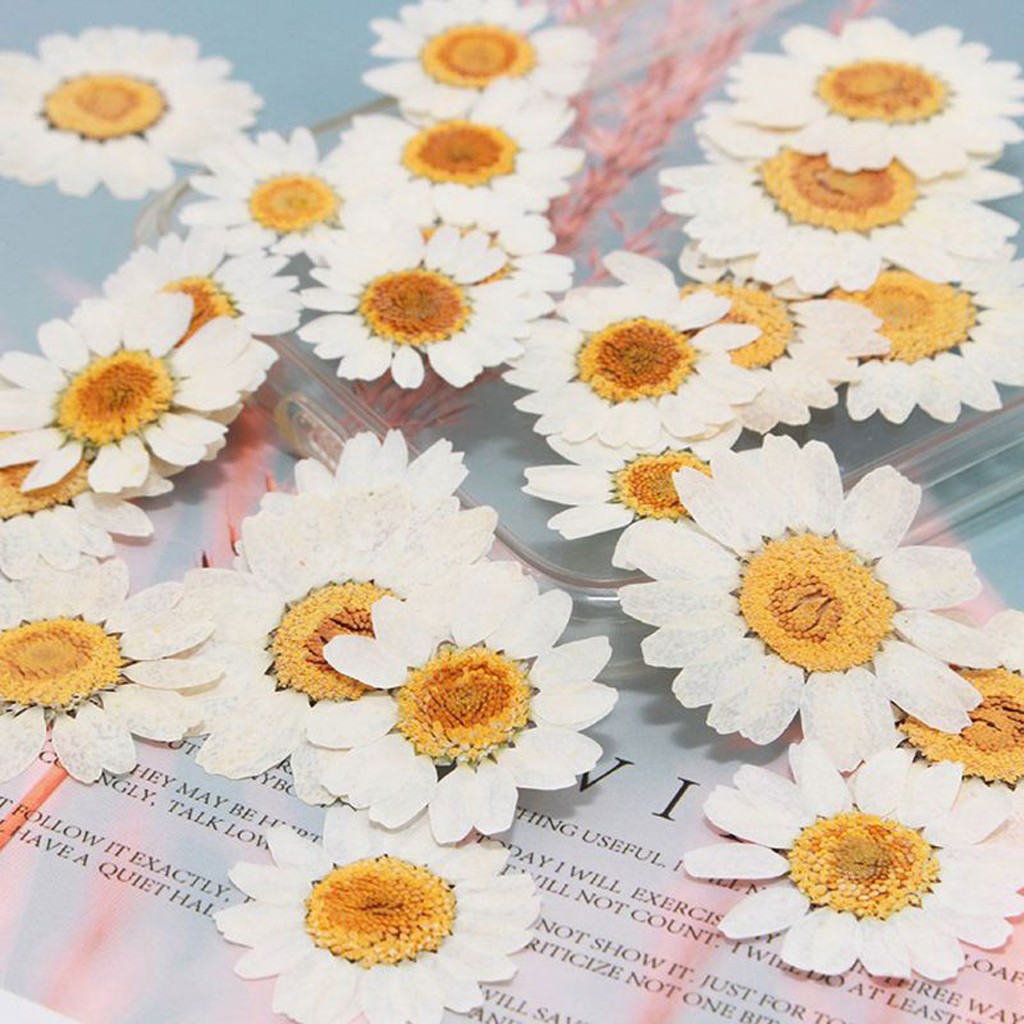 100 Adet Doğal Kurutulmuş Papatya Çiçeği  Epoksi Reçine Takı ve Dekoratif El İşi Malzemesi