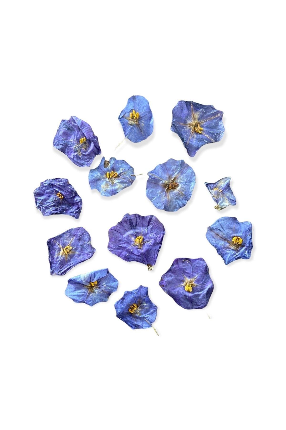 Epoksi Gerçek Kurutulmuş Çiçek 10 Adet , Kuru Çiçek 1-3 Cm, Epoksi Kuru Çiçek