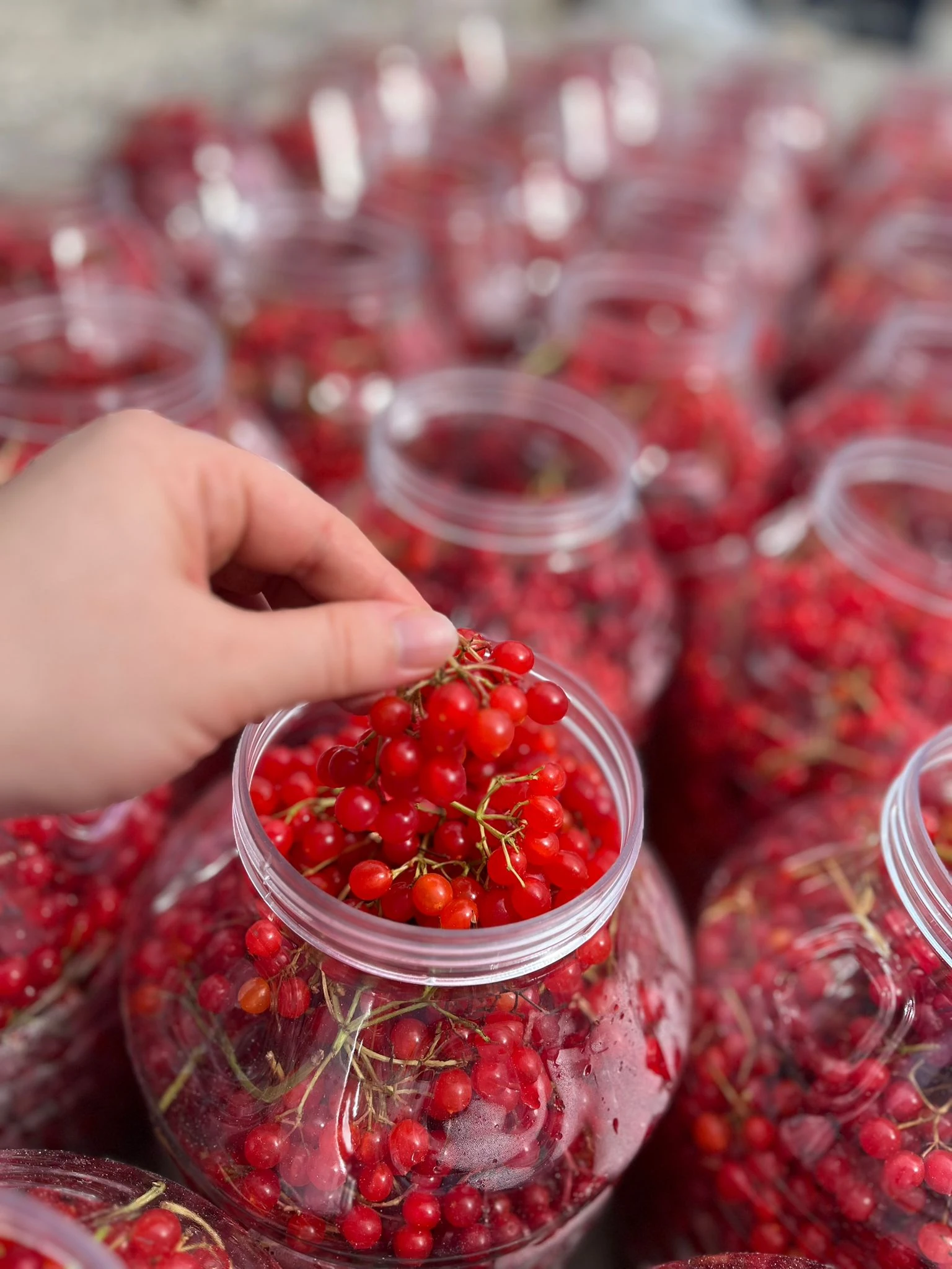 Gilaburu Meyvesi 2,4 Kg 5 Lt