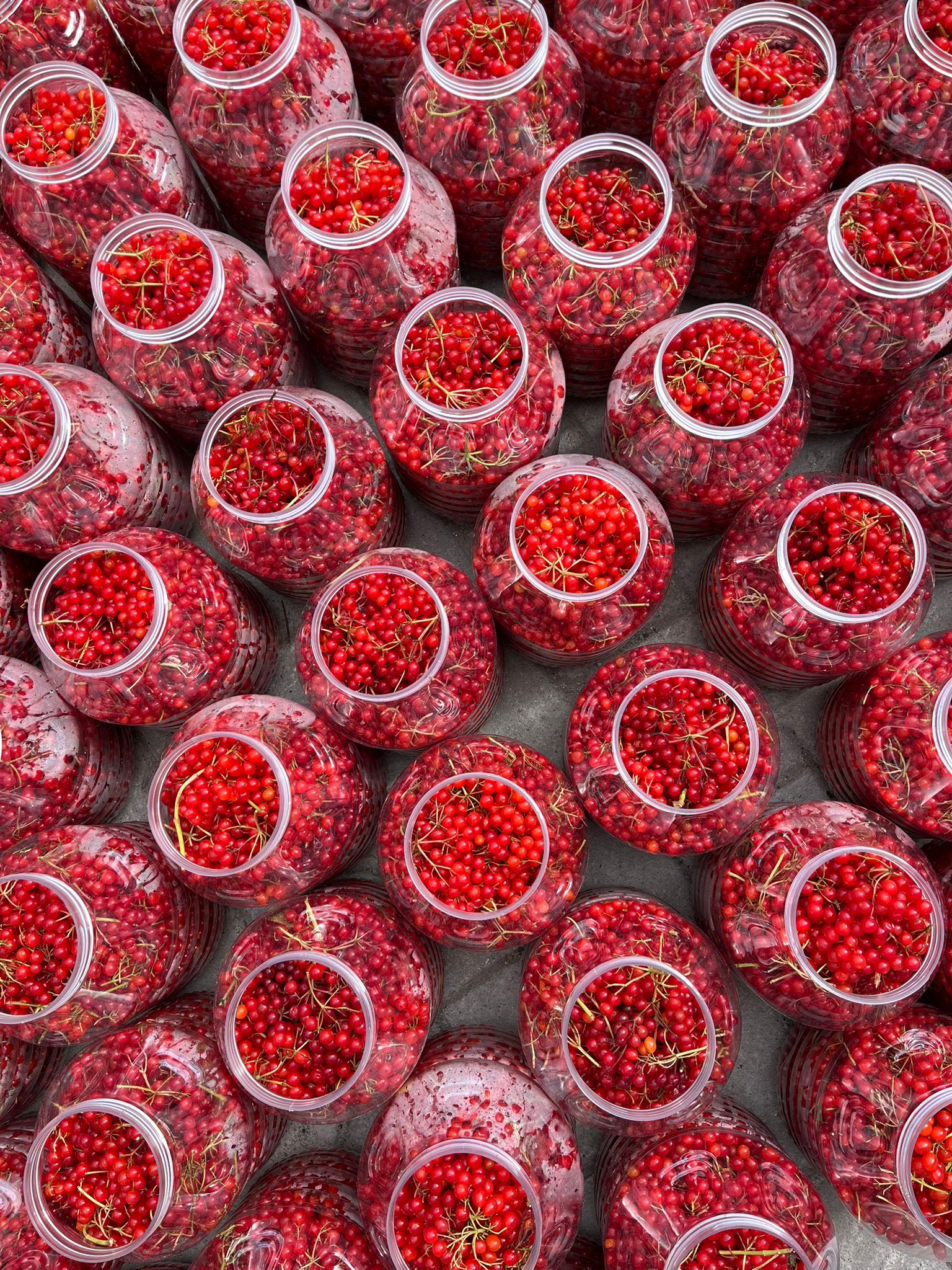 Gilaburu Meyvesi 2,4 Kg 5 Lt