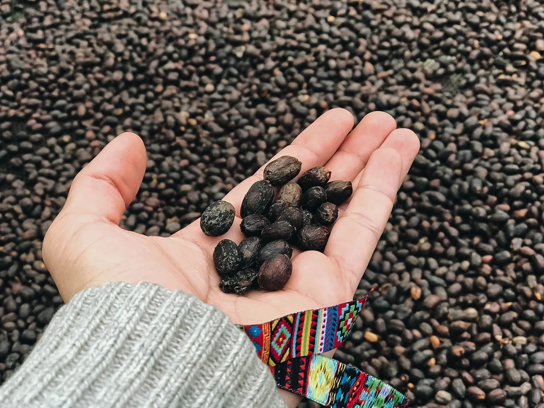 Gesha Natürel İşlem