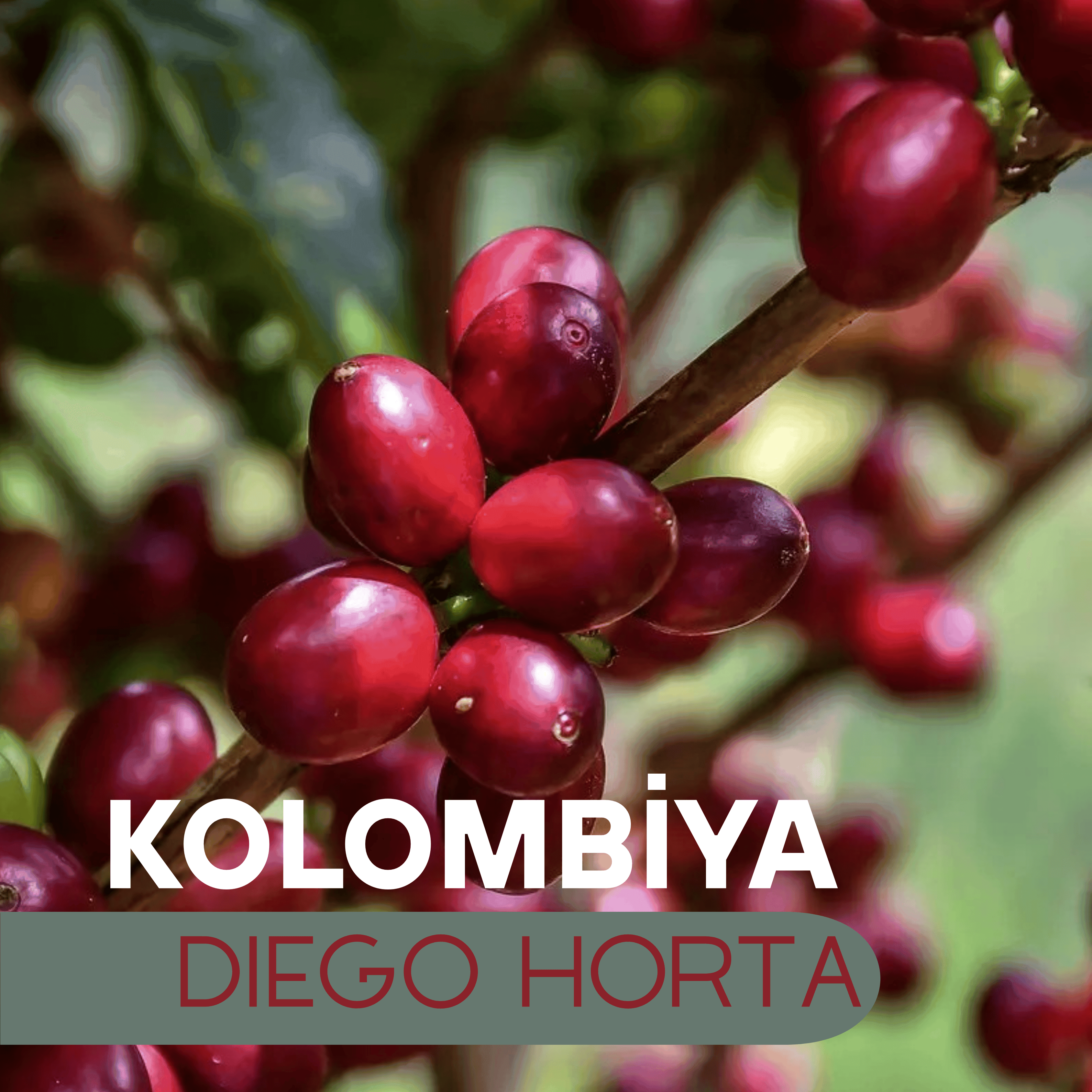 Kolombiya Diego Horta
