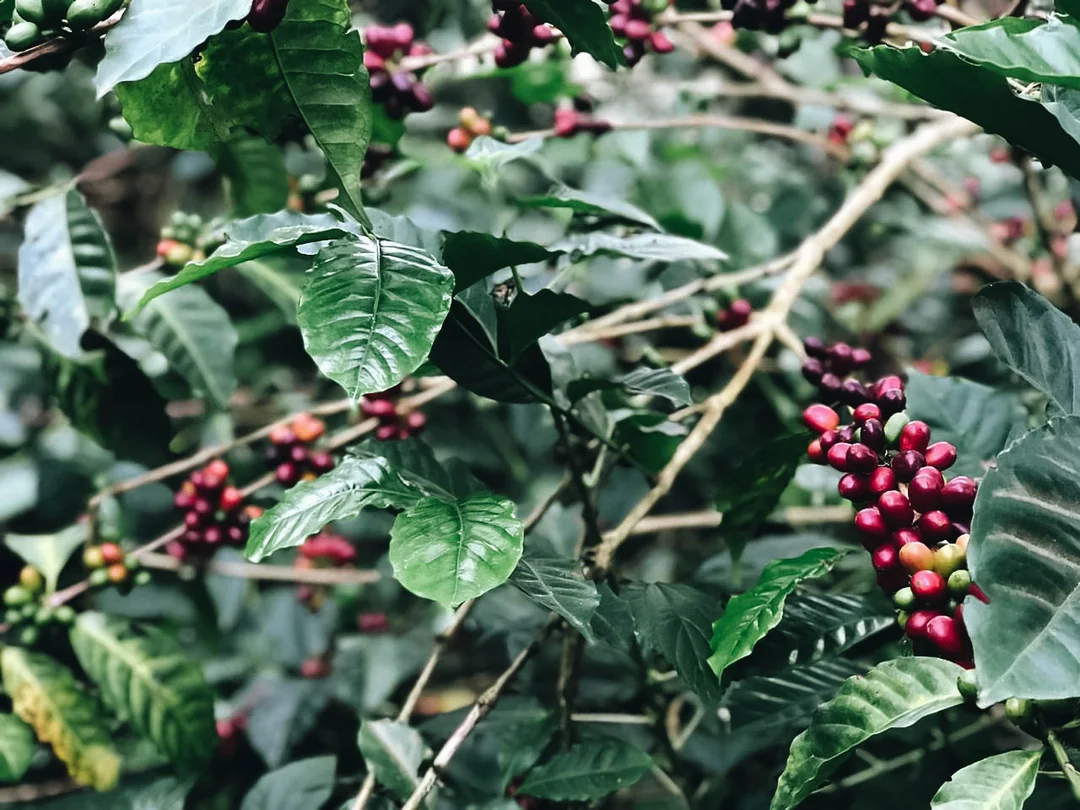 2019 yılındaki Gesha Kirazları