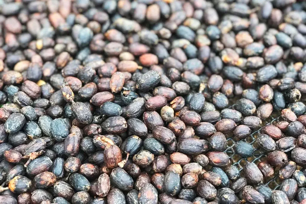 Kolombiya La Palma & El Tucan