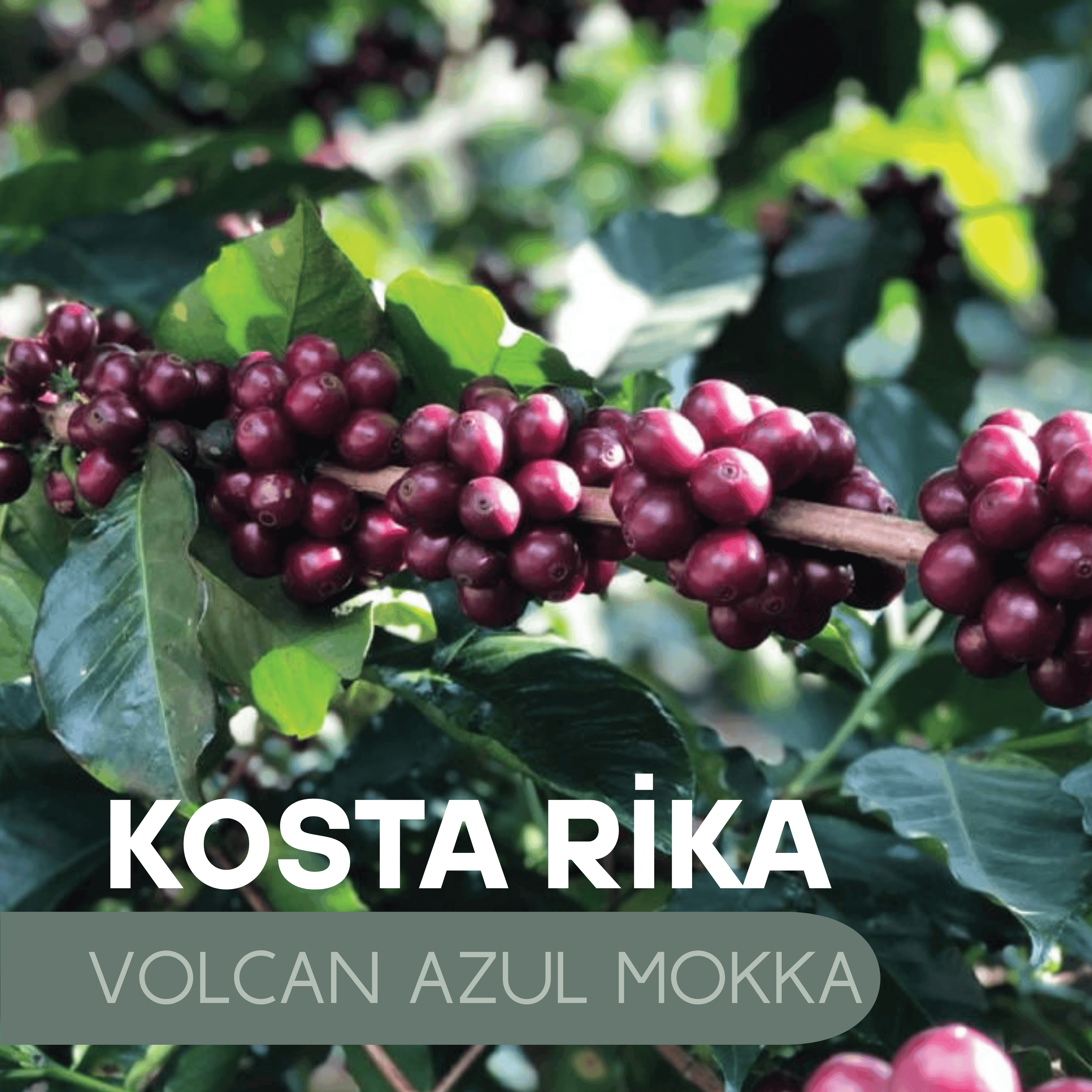 Kosta Rika Volcan Azul Mokka Espresso