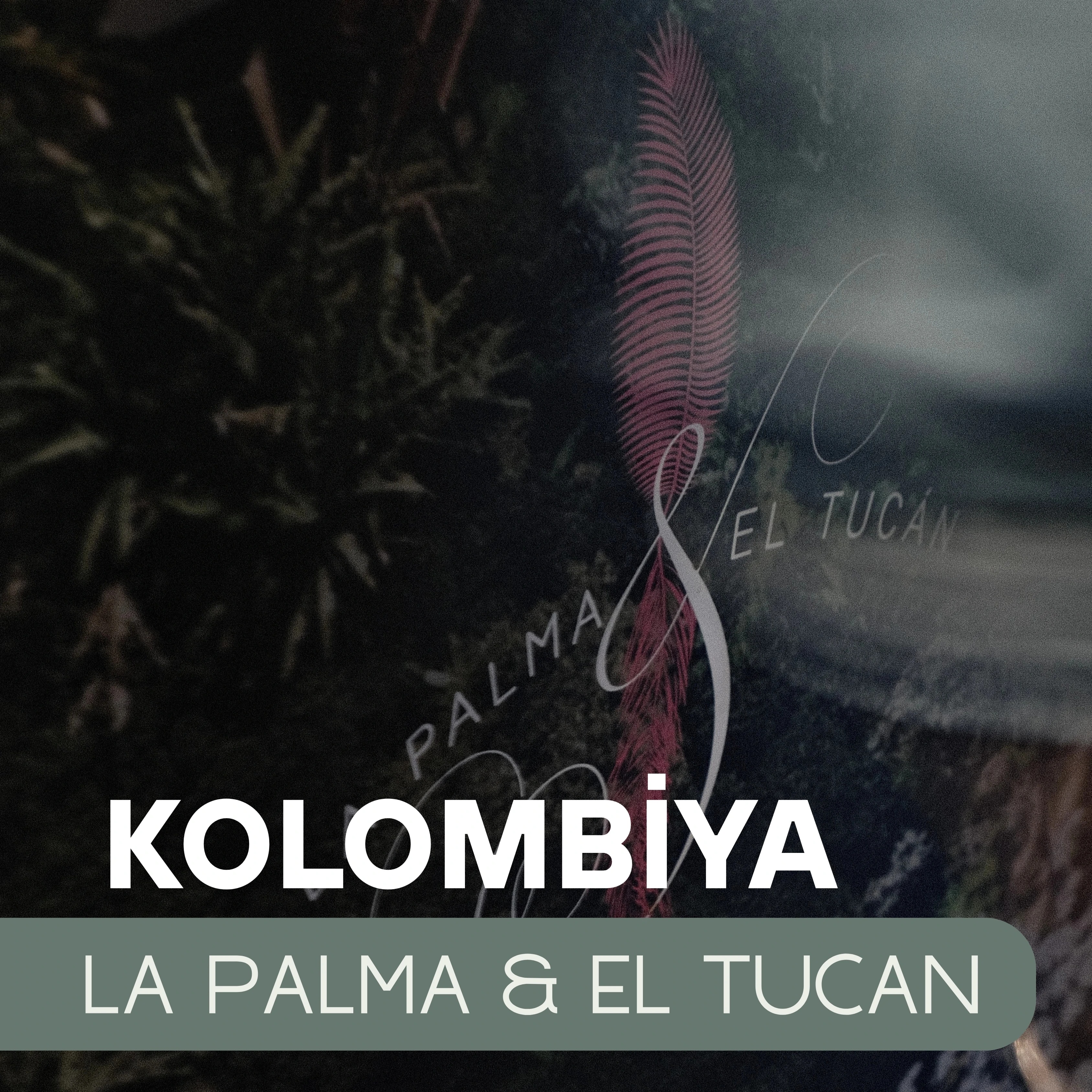 Kolombiya La Palma & El Tucan