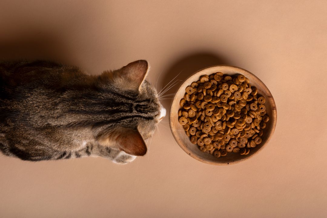 Kedi Bakımı Nasıl Olmalı?