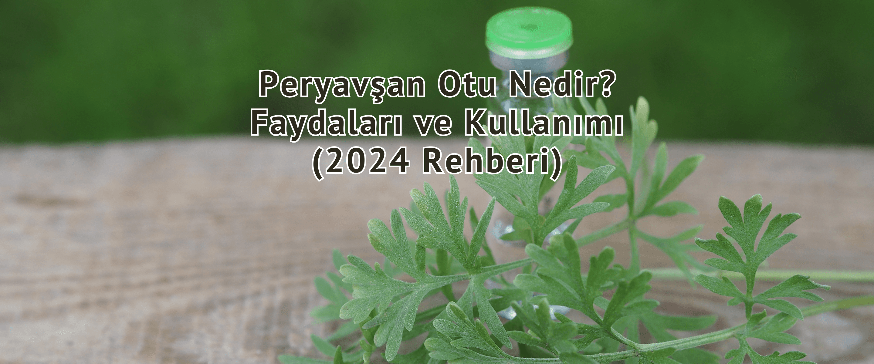 Peryavşan Otu Nedir? Faydaları ve Kullanımı (2024 Rehberi)