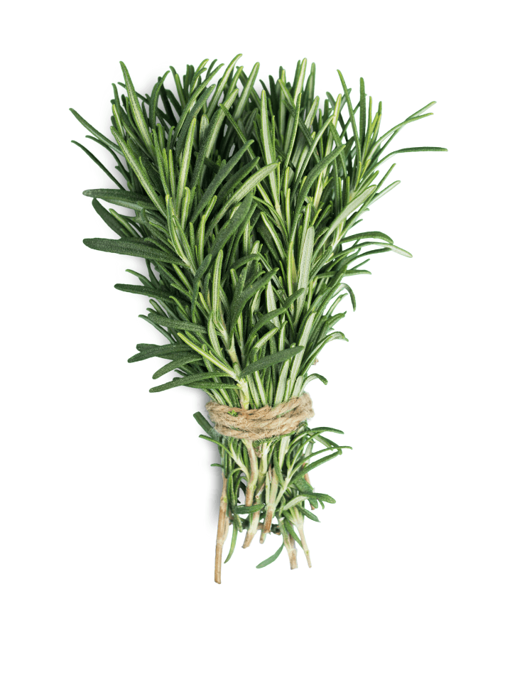 🌿 Biberiye – Kurutulmuş Doğal Biberiye Yaprağı
