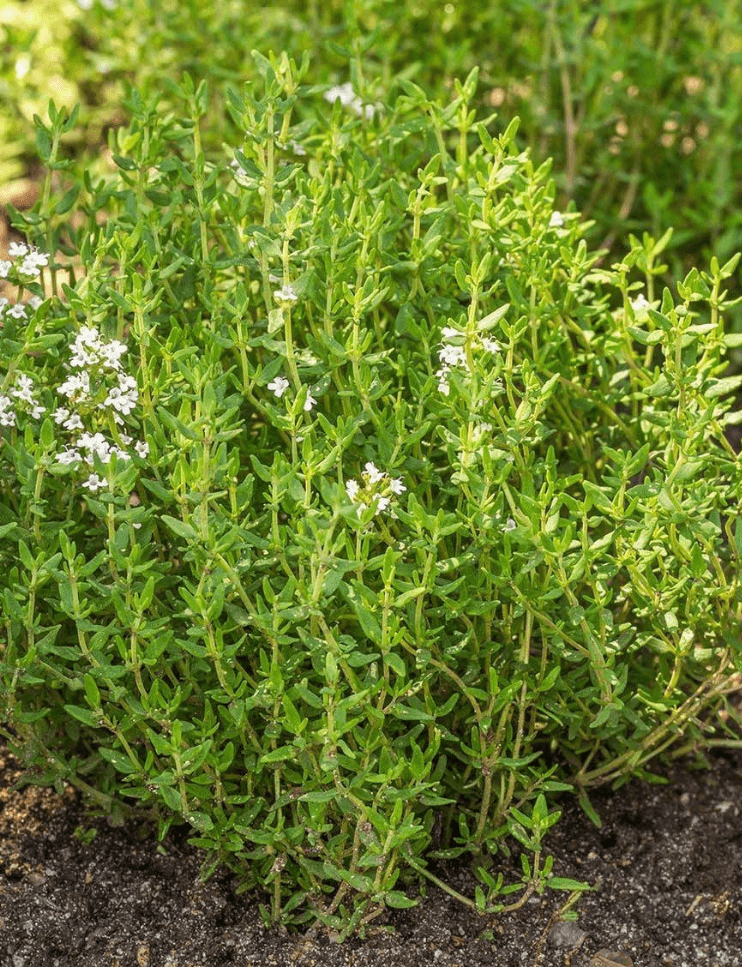 🌿 Zahter Kekik
