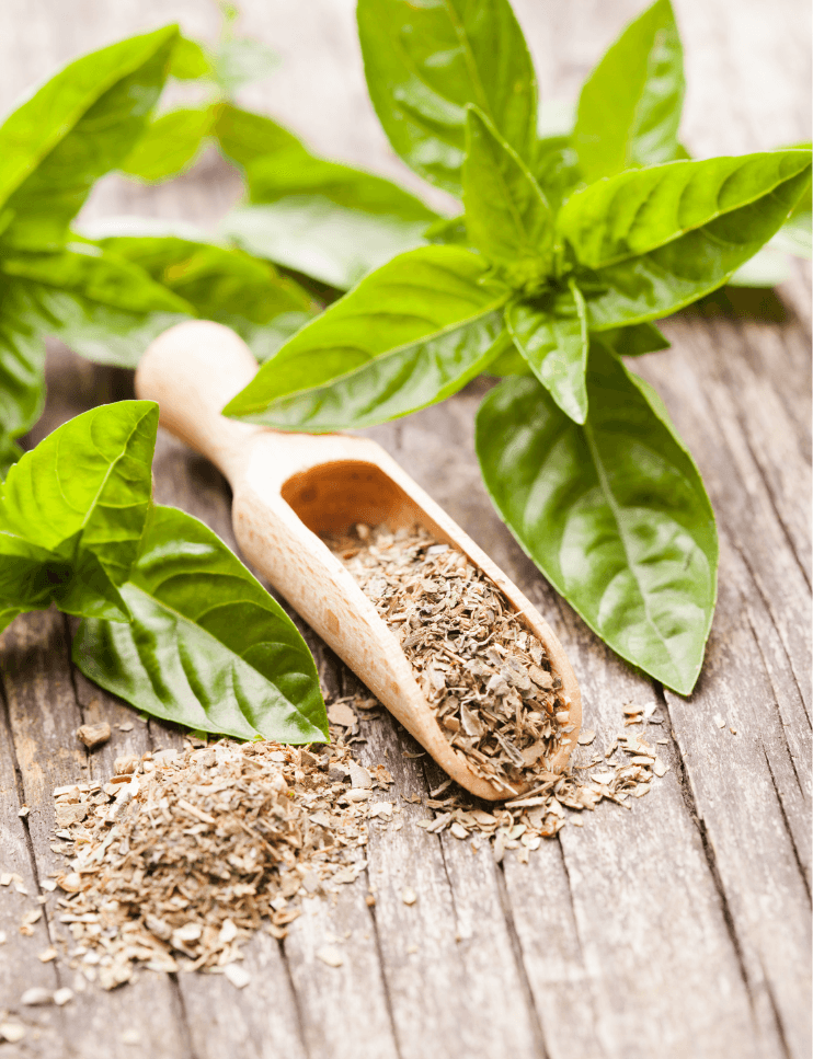 🌿 Kuru Yeşil Reyhan