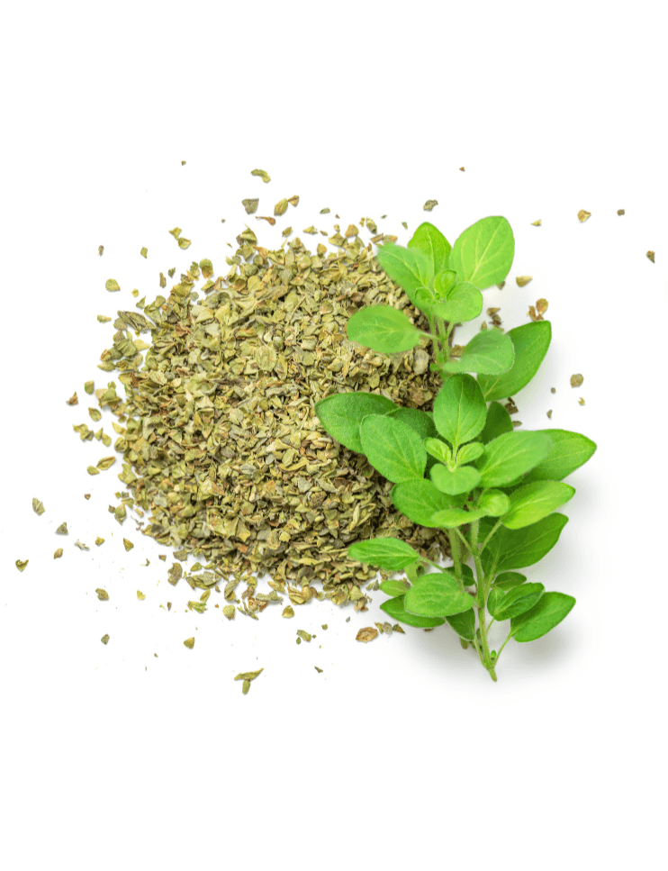 🌿 Kuru Kekik 