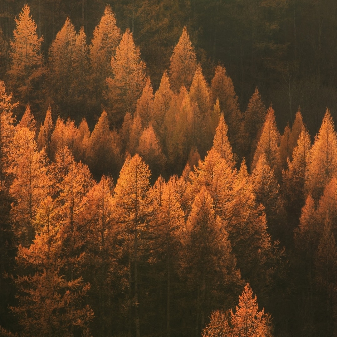 Sonbahar '25 Kahve Koleksiyonu - 9 Kahve Çekirdeği
