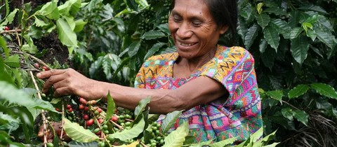 Guatemala'lı Kahve Çekirdeği Toplayan Kadın