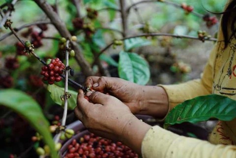 "Ağaçların Diyarı" Guatemala'dan Dünyaya Nitelikli Kahve