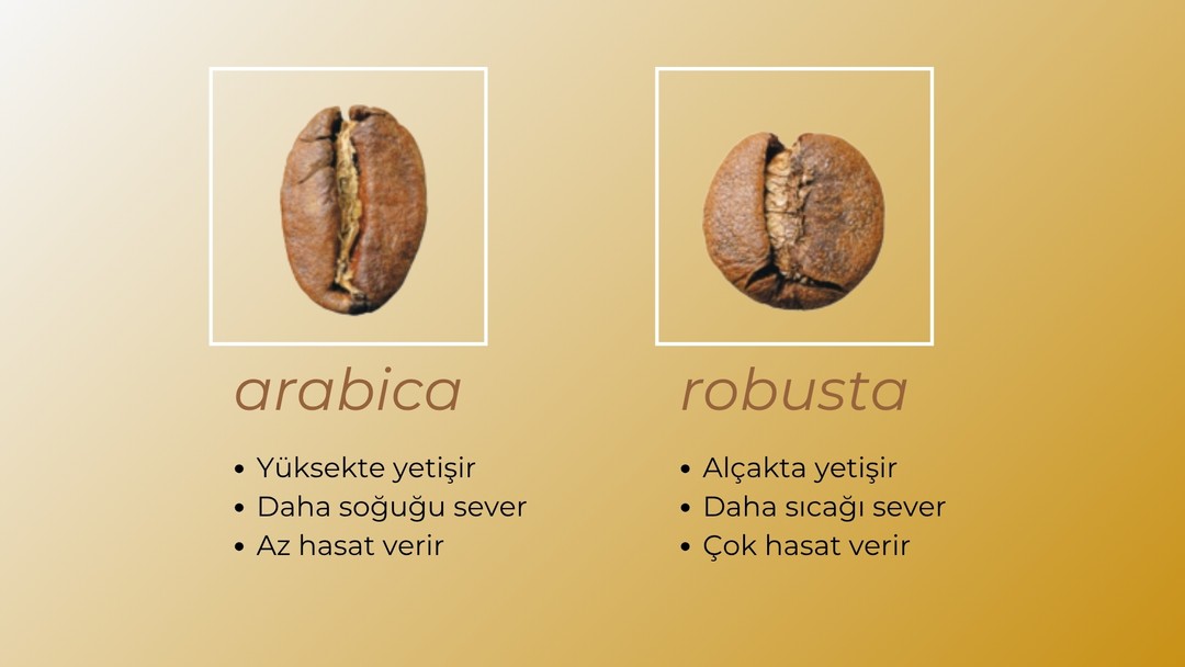 arabica vs robusta