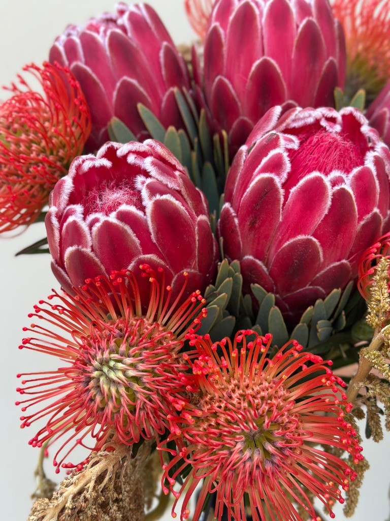 Hypnotic red 