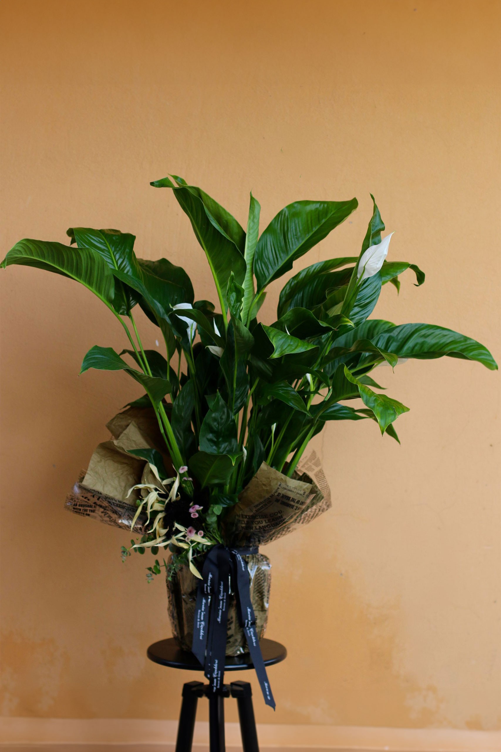 Barış Çiçeği (SpathIphyllum)