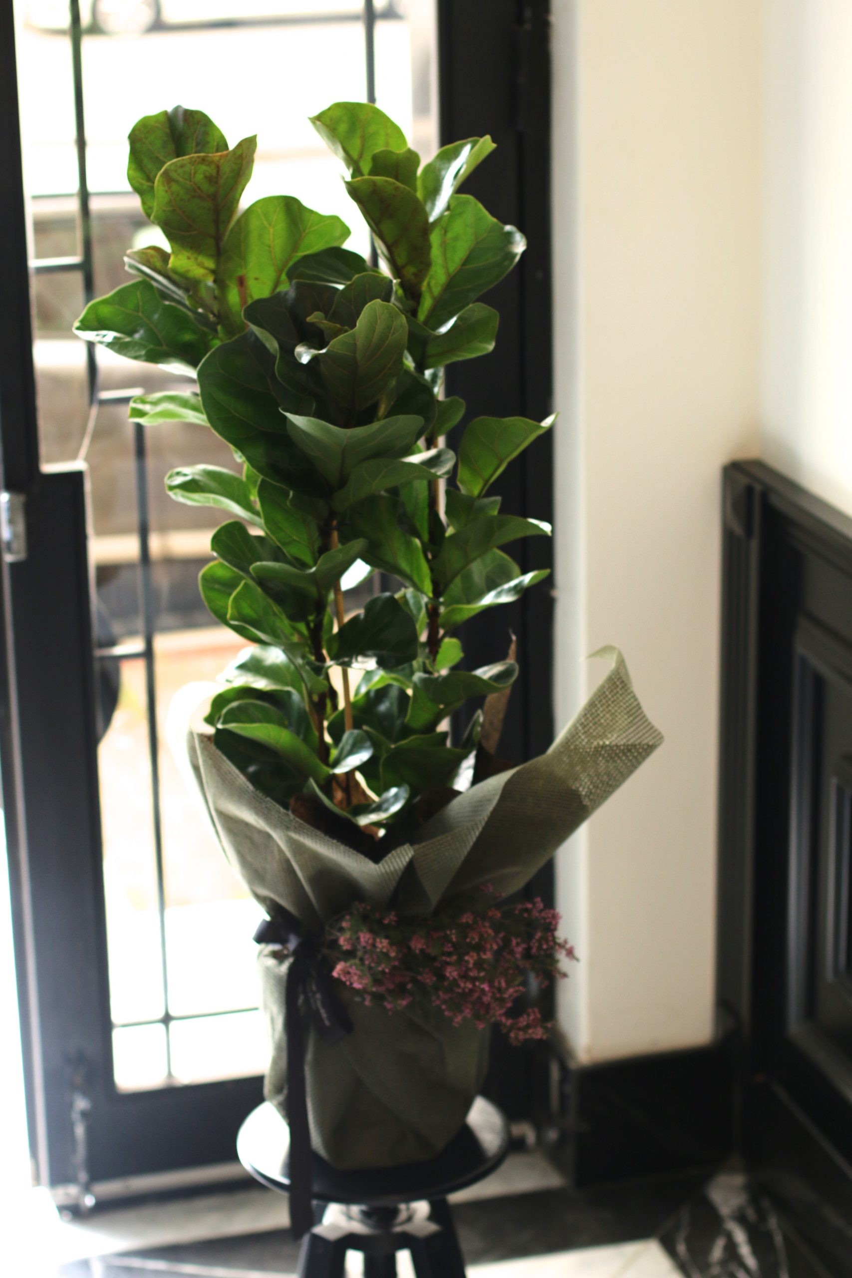 Ficus Lyrata (Fiddle Leaf Rubber Flower)