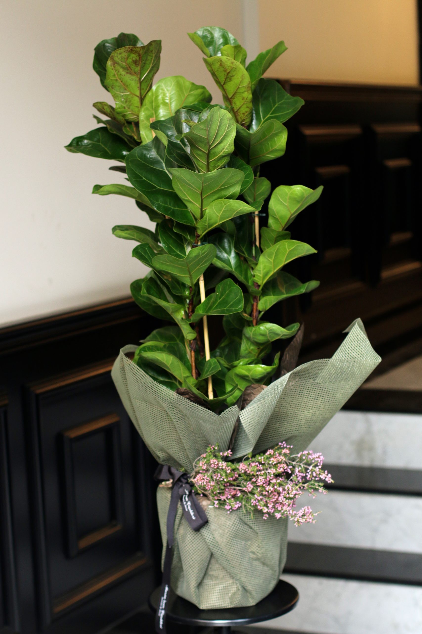 Ficus Lyrata (Keman Yapraklı Kauçuk Çiçeği)