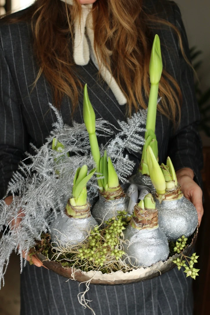 Six Wishes Of Amaryllis