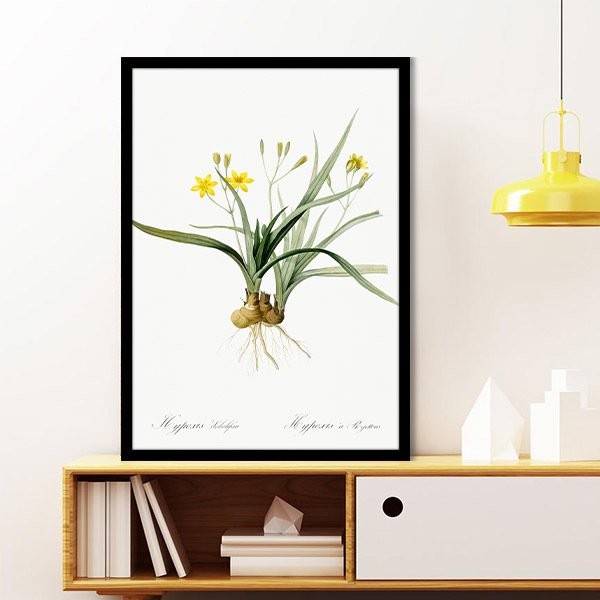 Hypoxis Bitkisi 1 Çerçeve ve Poster - MT1097