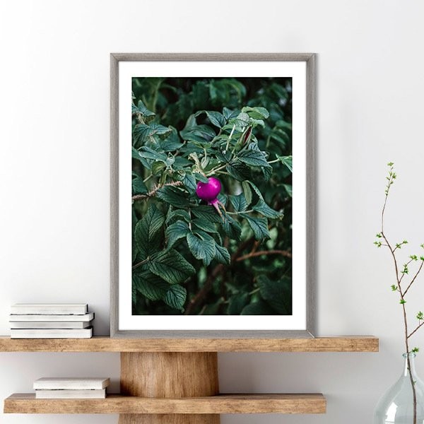 Rugosa Gülü 1 Çerçeve ve Poster - YB1119