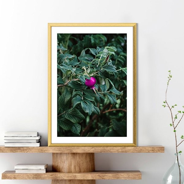 Rugosa Gülü 1 Çerçeve ve Poster - YB1119