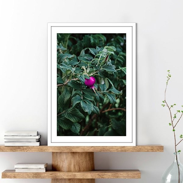 Rugosa Gülü 1 Çerçeve ve Poster - YB1119