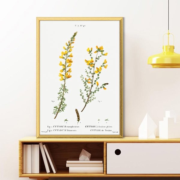 Cytisus Bitkisi 1 Çerçeve ve Poster - MT1098