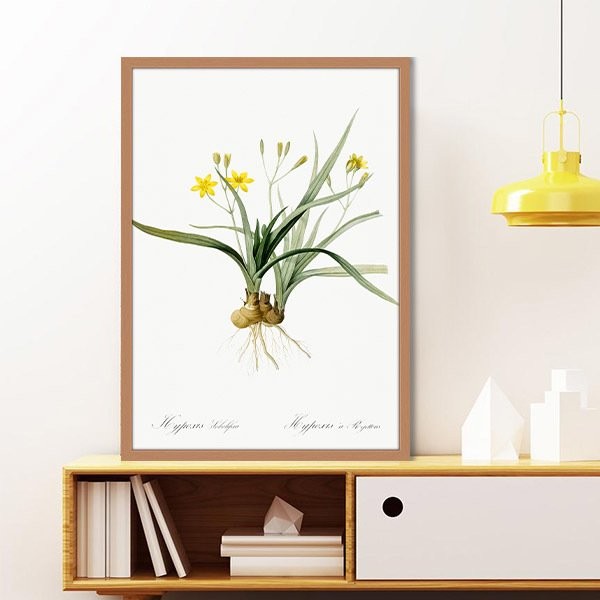 Hypoxis Bitkisi 1 Çerçeve ve Poster - MT1097