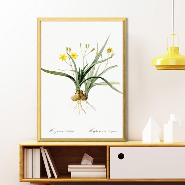 Hypoxis Bitkisi 1 Çerçeve ve Poster - MT1097