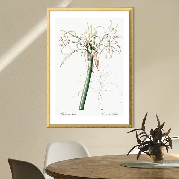 Hymenocallis Bitkisi 1 Çerçeve ve Poster - MT1107