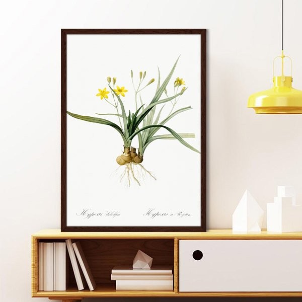 Hypoxis Bitkisi 1 Çerçeve ve Poster - MT1097