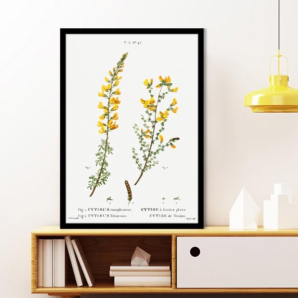 Cytisus Bitkisi 1 Çerçeve ve Poster - MT1098