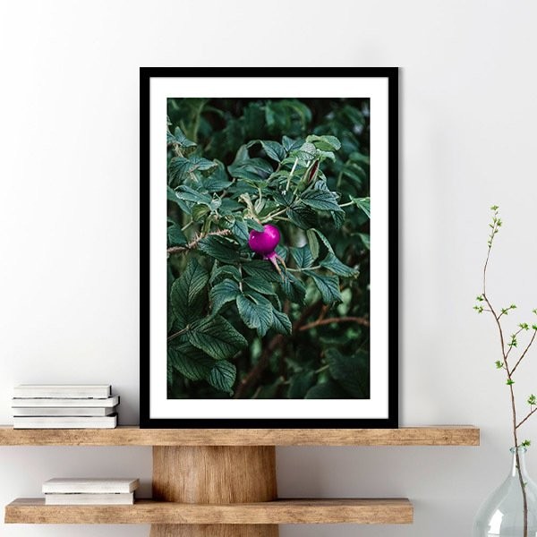 Rugosa Gülü 1 Çerçeve ve Poster - YB1119