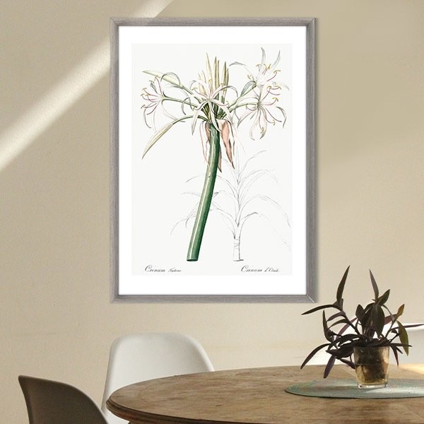 Hymenocallis Bitkisi 1 Çerçeve ve Poster - MT1107