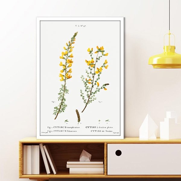 Cytisus Bitkisi 1 Çerçeve ve Poster - MT1098