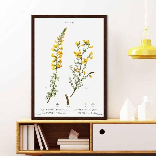 Cytisus Bitkisi 1 Çerçeve ve Poster - MT1098