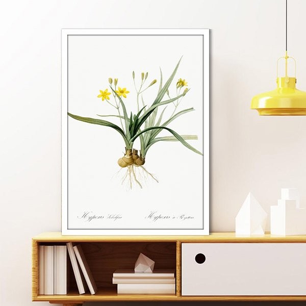 Hypoxis Bitkisi 1 Çerçeve ve Poster - MT1097